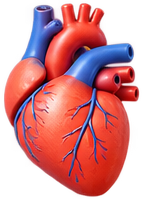 Cardiology