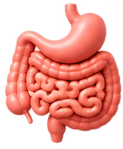 Gastroenterology