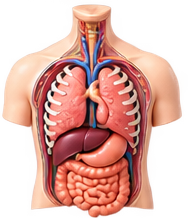 Internal Medicine